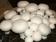 تحقیق اصول کشت و پرورش قارچ های خوراکی